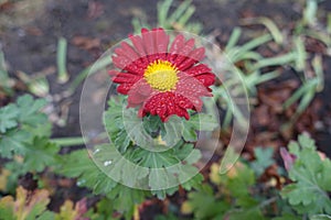 Dew on red and yellow flower of Chrysanthemum