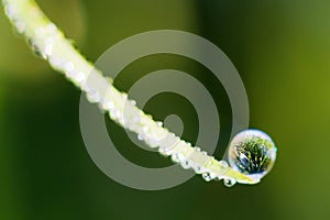 Dew reflection