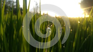 Dew in rice branches with light of sun rice inthe morning