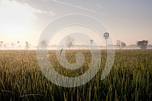 Dew on the rice field in the morning