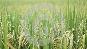 Dew on Ricefield in sunny morning shot in macro