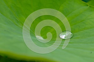 The dew is rolling in the lotus leaf
