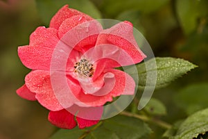 Dew on a Rose