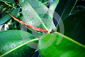 Dew on Rubber Tree Plant photo