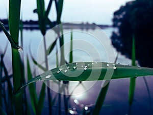 Dew on a sheet on a sunset background