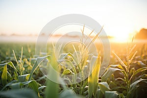 dew-soaked cornfield with sunrise