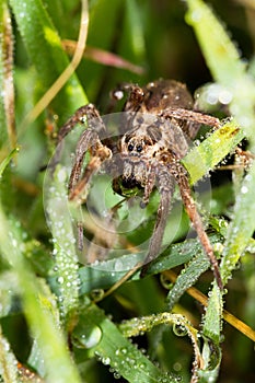 Dew spider