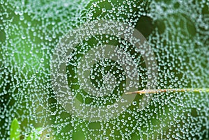 Spider web with dew