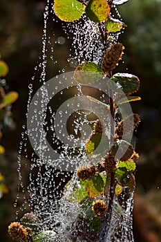 Dew on a spider web on the branch of a birch.