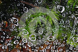 Dew on a spider web