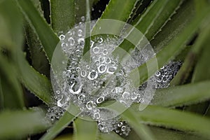 Dew on a spider web