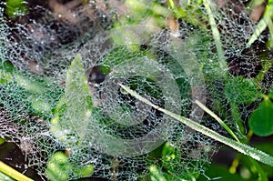 Dew on spider webs in grass