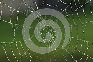 Dew on spiders web