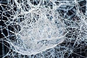Dew on sprider web