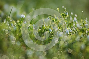 Dew on a spring grass and little white flowers