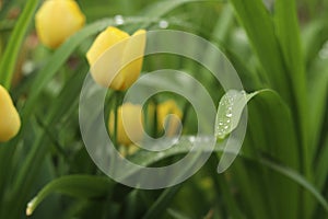 Dew on a tulip leaf photo