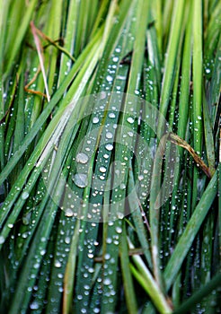 dew water photo