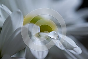 Dew water drop on daisy