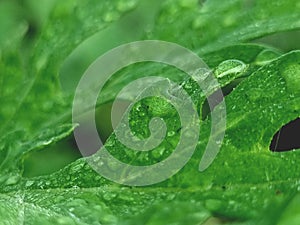 Dew water droplets on leaf of weed plant with green background