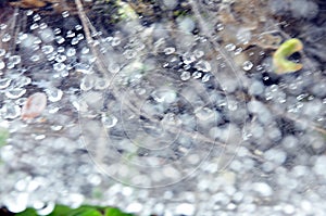 dew water droplets on spider web