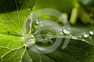 Dew water drops on green grass leaf close up