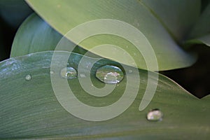 Dew, water drops on the leaves of Convallaria majalis common Lily of the valley