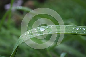 Dew, water drops on the leaves of Convallaria majalis common Lily of the valley