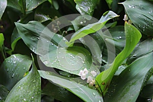 Dew, water drops on the leaves of Convallaria majalis common Lily of the valley