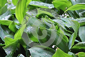 Dew, water drops on the leaves of Convallaria majalis common Lily of the valley