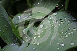 Dew, water drops on the leaves of Convallaria majalis common Lily of the valley