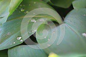 Dew, water drops on the leaves of Convallaria majalis common Lily of the valley