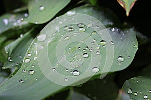 Dew, water drops on the leaves of Convallaria majalis common Lily of the valley