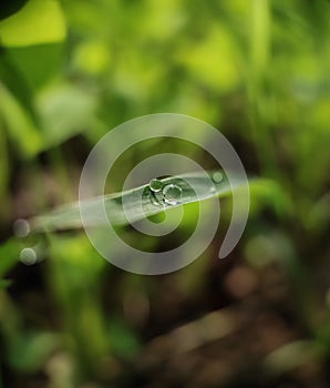 dew, water drops on slim rice leave, leaf.