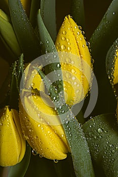 Dew water drops on a yellow petal flower