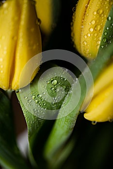 Dew water drops on a yellow petal flower