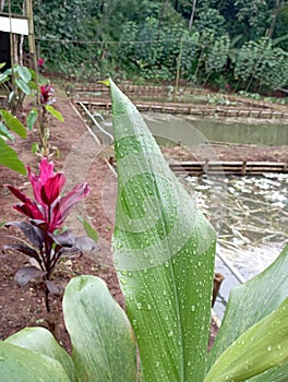 dew water on the green leaves of a plant with the latin name curcuma comosa in the garden