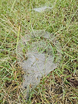 Dew on Webs of the Grass Spider.