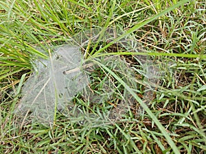 Dew on Webs of the Grass Spider.