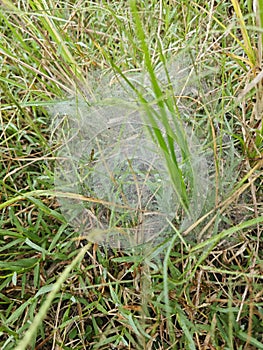 Dew on Webs of the Grass Spider.