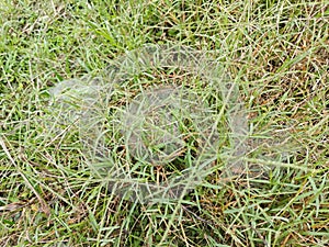 Dew on Webs of the Grass Spider.