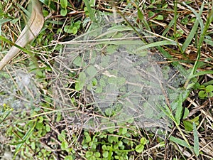 Dew on Webs of the Grass Spider.