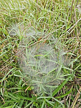 Dew on Webs of the Grass Spider.