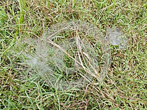 Dew on Webs of the Grass Spider.