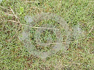 Dew on Webs of the Grass Spider.