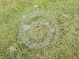 Dew on Webs of the Grass Spider.