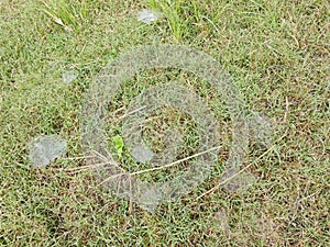 Dew on Webs of the Grass Spider.