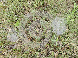 Dew on Webs of the Grass Spider.