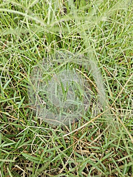 Dew on Webs of the Grass Spider.