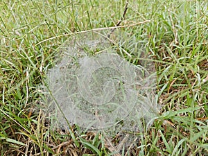 Dew on Webs of the Grass Spider.