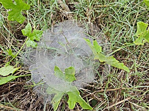 Dew on Webs of the Grass Spider.